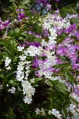 Fototapeta premium orchid flower in nature garden