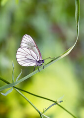 Cabbage white butterfly sits on green grass. Gardening. Insect pests. Pieris brassicae.