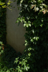Fototapeta na wymiar Green leaves curl on the wall. Copy space. Wild vine.