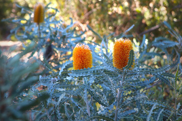 Orange flower spikes and serrated leaves of Banksia ashbyi a shrub endemic to Western Australia