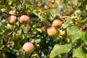 Obraz premium green unripe apples on a branch