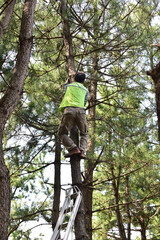 Lumberjack climb tree and cuts branches.