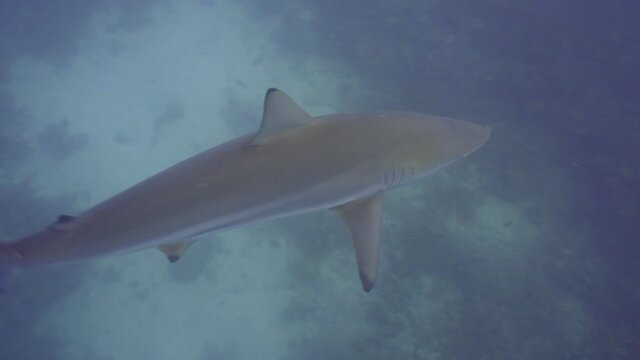 Rare spinner sharks patrolling the reef in maldives
