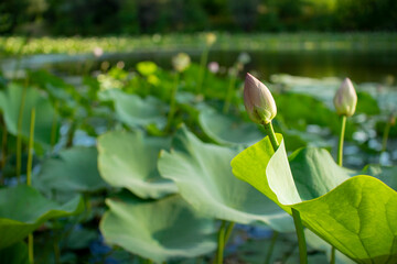 Obraz na płótnie Canvas Lotus flowers in the pond. natural beauty.