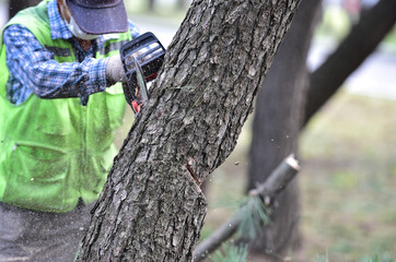 Logger with Chainsaw cutting tree trunk