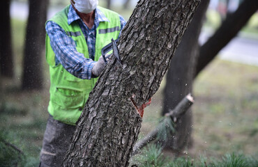 Logger with Chainsaw cutting tree trunk