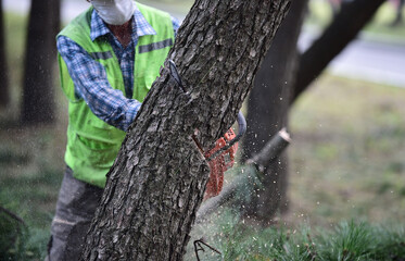 Logger with Chainsaw cutting tree trunk