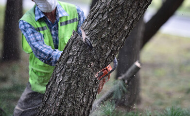 Logger with Chainsaw cutting tree trunk