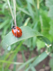 ladybug on grass