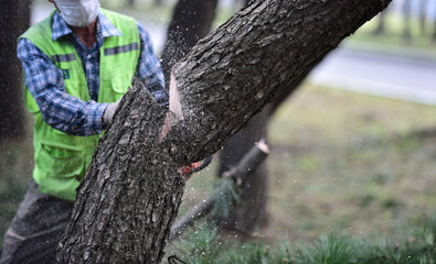 Logger with Chainsaw cutting tree trunk