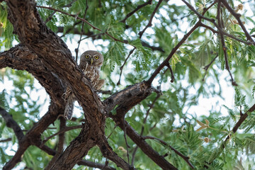 Fototapeta na wymiar Pearl-spotted owlet (Glaucidium perlatum) perching on the branch of a tree