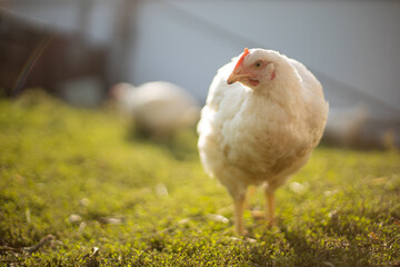 Poultry farm. White chick walkinng in a farm garden.