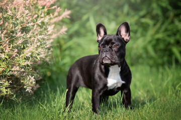 French bulldog sunbathing