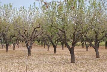 Rows of Almond Trees in Orchard