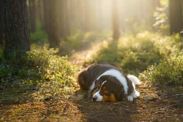 dog in a forest. Australian Shepherd in nature. Landscape with a pet.