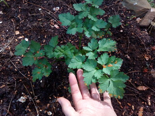 Large Parsley In The Vegetable Garden