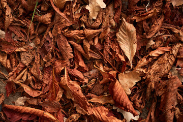dried chestnuts trees leaves in autumn season
