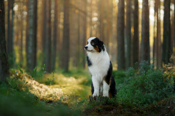 Naklejka na ściany i meble dog in a forest. Australian Shepherd in nature. Landscape with a pet.