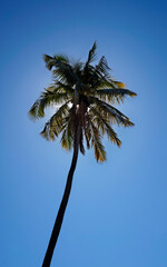 Coconut tree at the sun, Rio, Brazi