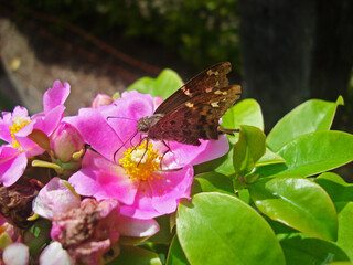 Brown butterfly on pink pereskia flower 