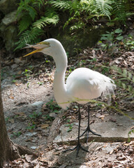 Great White Egret Stock Photo.  Great White Egret close-up profile view with a fish in its beak. Image. Portrait. Picture. Foliage background.