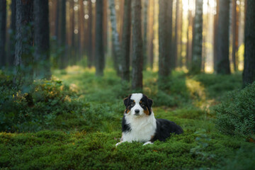 Naklejka na ściany i meble dog in a forest. Australian Shepherd in nature. Landscape with a pet.