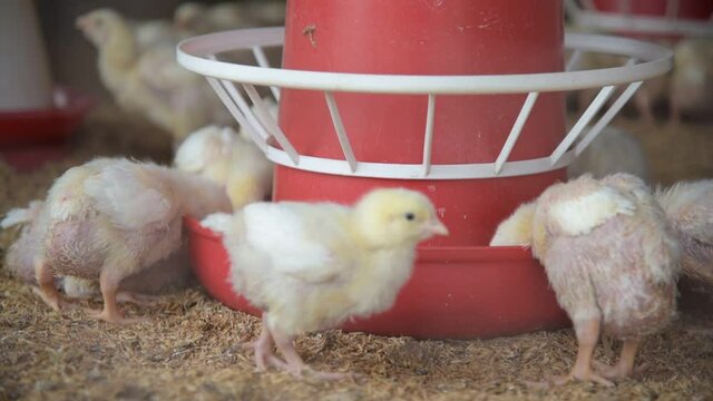 Close up view of Broiler chicks are being raised and bred on poultry farms