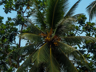 King coconuts in a tree near Dambulla, Sri Lanka