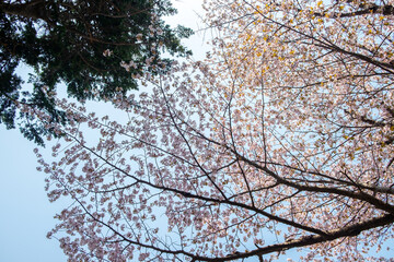 桜と空