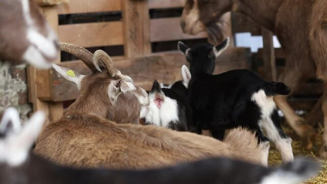 Zicklein toben auf der Ziegen Mutter