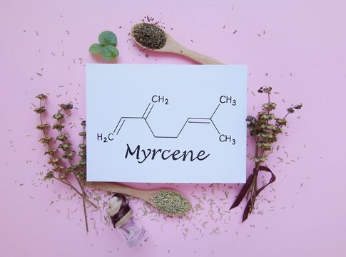 Structural Chemical Formula Of Myrcene Molecule With Dried Herb Bouquet, Basil And Rosemary. Myrcene Is A Monoterpene, An Anti Inflammatory, Anabolic Agent, A Fragrance And Oil Component.