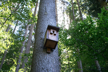 birdhouse on tree in forest summer closeup sun birds