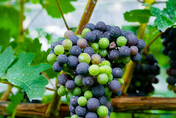 赤ワインぶどう