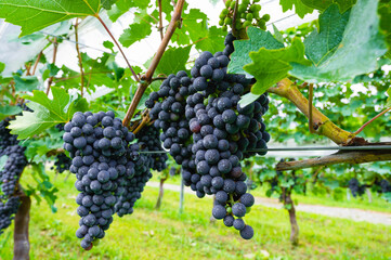 赤ワインぶどう