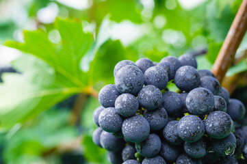 赤ワインぶどう