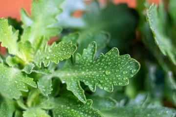 Leaves of indoor plants with water drops.