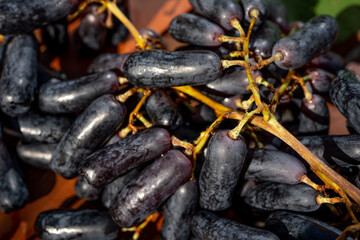 Ripe bunch of black grapes lady's fingers on a brown background. Macro close -up. Selective focus. 