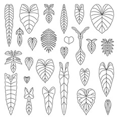 Philodendron species leaf line icons set © lumyaisweet