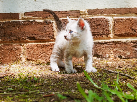 Pointed Kitten Standing In Front Of Brick Wall, Head Turned