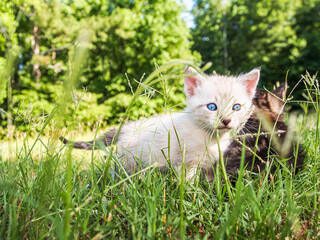 Naklejka na ściany i meble Pointed kitten standing in tall grass, blue eyes