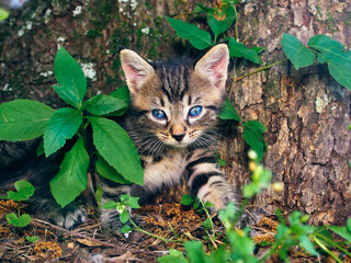 Naklejka na ściany i meble Kitten laying on base of tree trunk, blue eyes