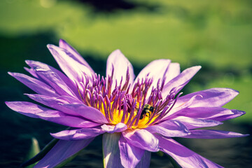 Worker bee sitting on top of a water lily