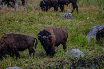 Buffalo in nature