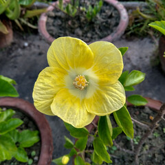 Top view of a little yellow hibiscus in a garden