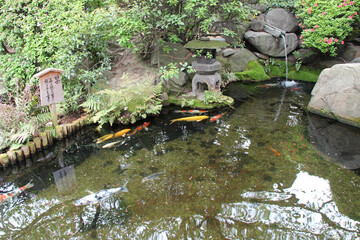 pond with carps in osaka (japan)