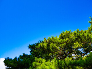 Obraz premium 澄んだ青空と緑色の松の葉