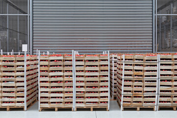 Tomatoes Pallets Warehouse