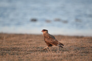 Carancho (Caracara Plancus)