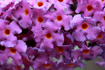 Fleur de l'arbre à papillons ou buddleia de David © megara68