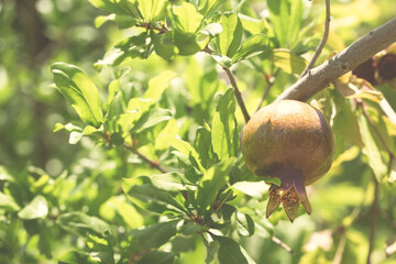 Bunch of pomegranate fruit growing on a tree in the garden